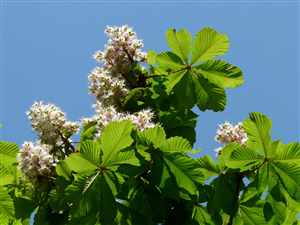 Horse Chestnut tree (Aesculus hippocastanum)