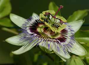 Passionflower (Passifloraceae), Maypop fruit