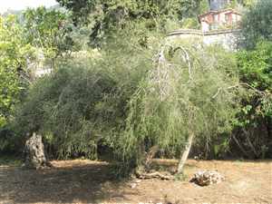 Tea tree (Melaleuca alternifolia)