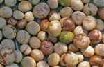 Ramón Nuts