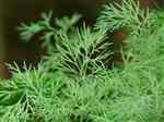 Dill (Anethum graveolens)