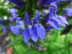Lobelia (Lobelia inflata), Indian Tobacco, Puke