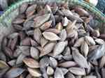 Pili (Canarium ovatum)