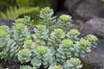 Rhodiola (Rhodiola rosea), Arctic root